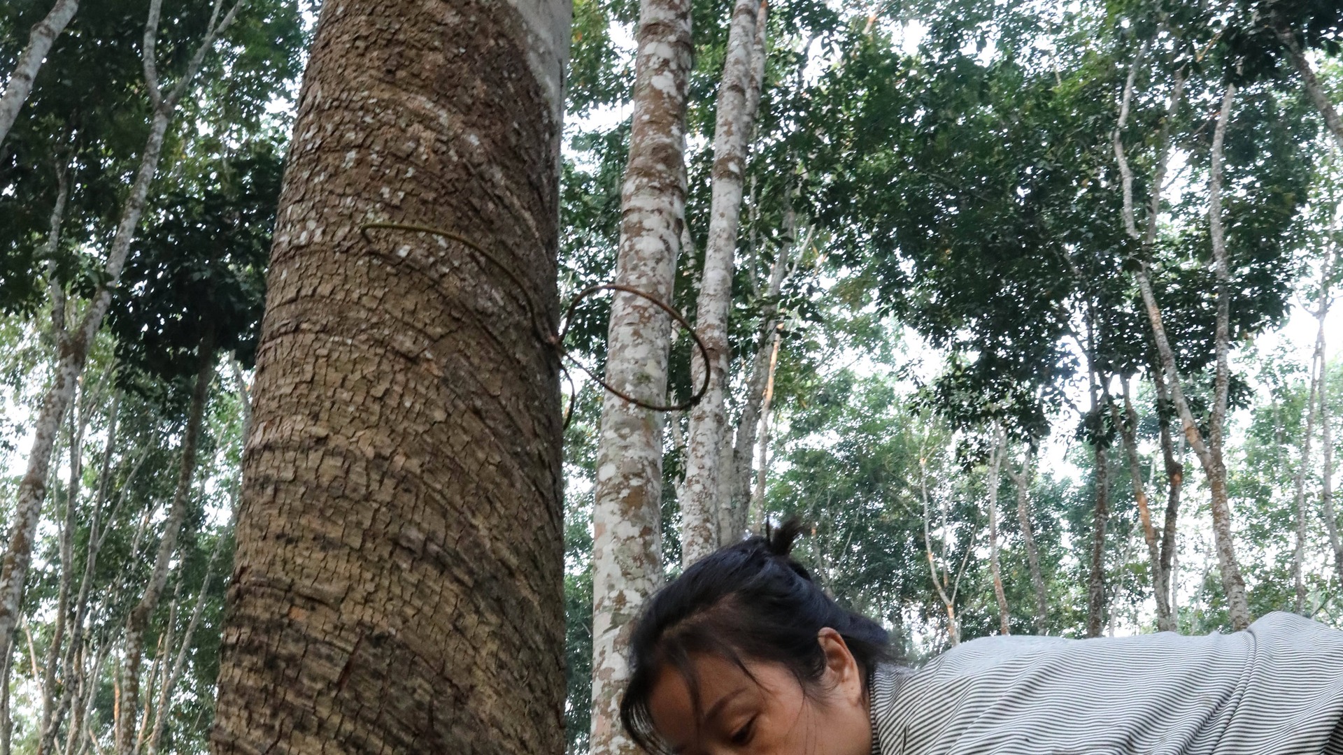 川丰橡胶年度报告